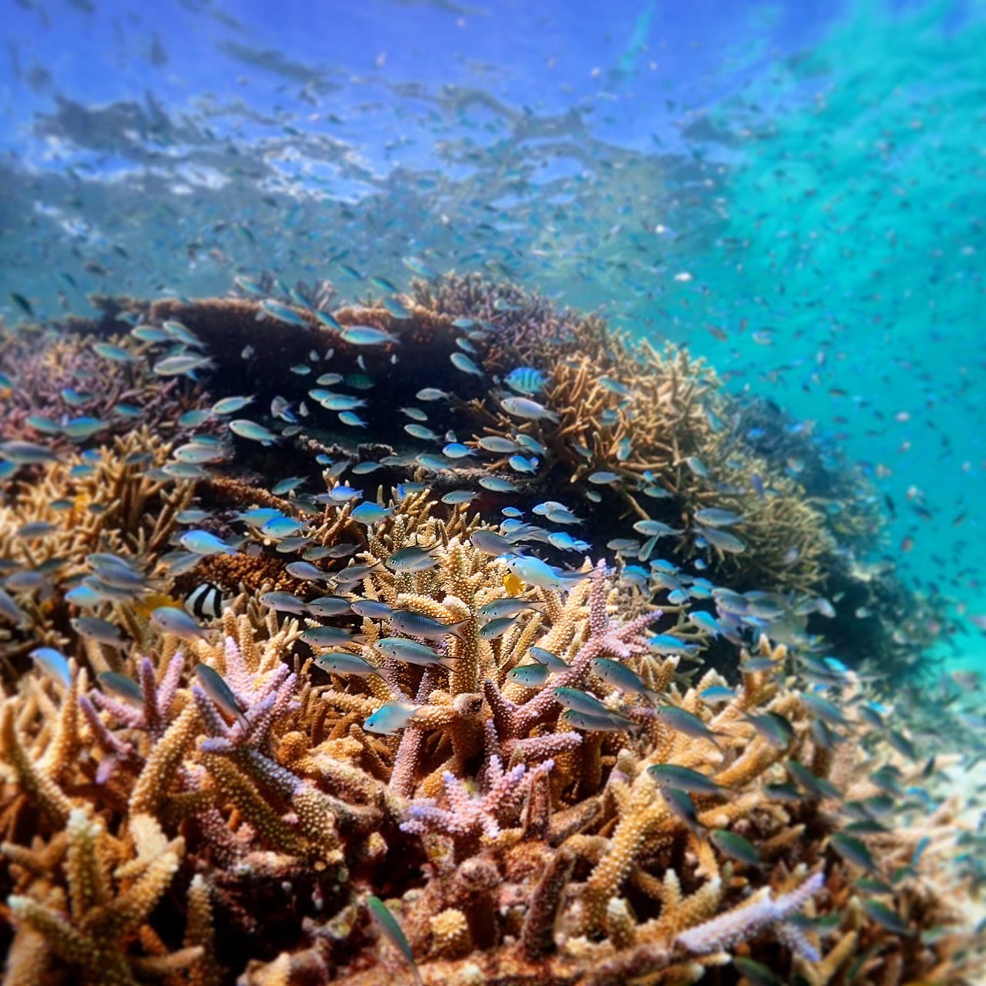 色とりどりのサンゴ礁と熱帯魚に囲まれるファンダイビング